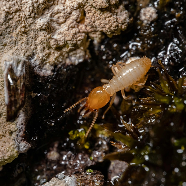 Termite Treatment Emergency Exterminators Melbourne
