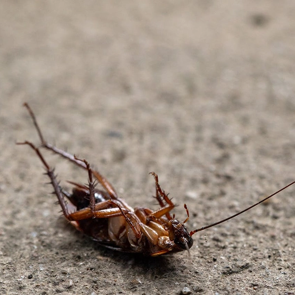 Pest Extermination Services Melbourne Pest extermination services in Melbourne